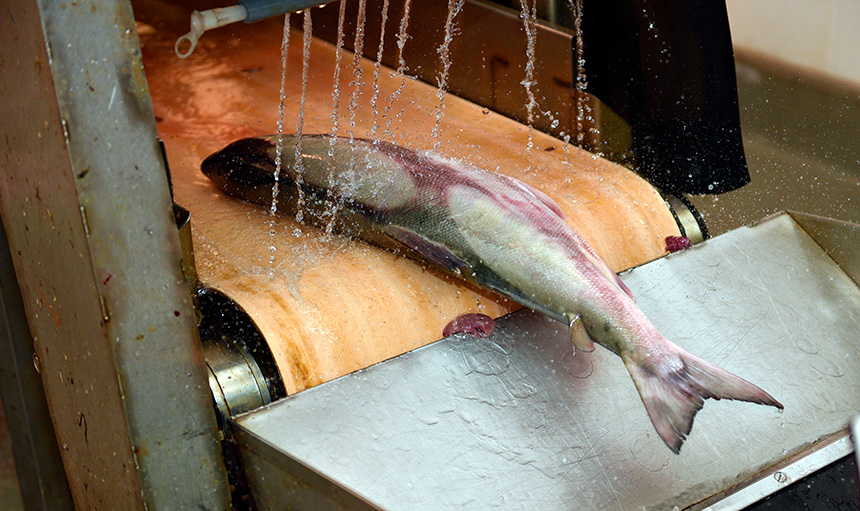 Pozitron-Fisch-Processhygiene-Lebensmittel-industrie-Desinfektion-Desodorierung-Raeumlichkeiten-03