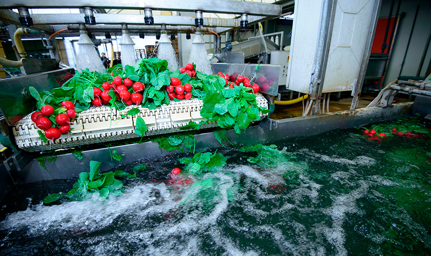 pozitron-Gemuese-Processhygiene-Lebensmittel-industrie-Desinfektion-Desodorierung-Rauumlichkeiten-01